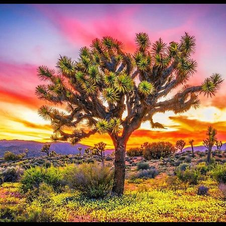 Desert Dreamer 尤卡谷 外观 照片